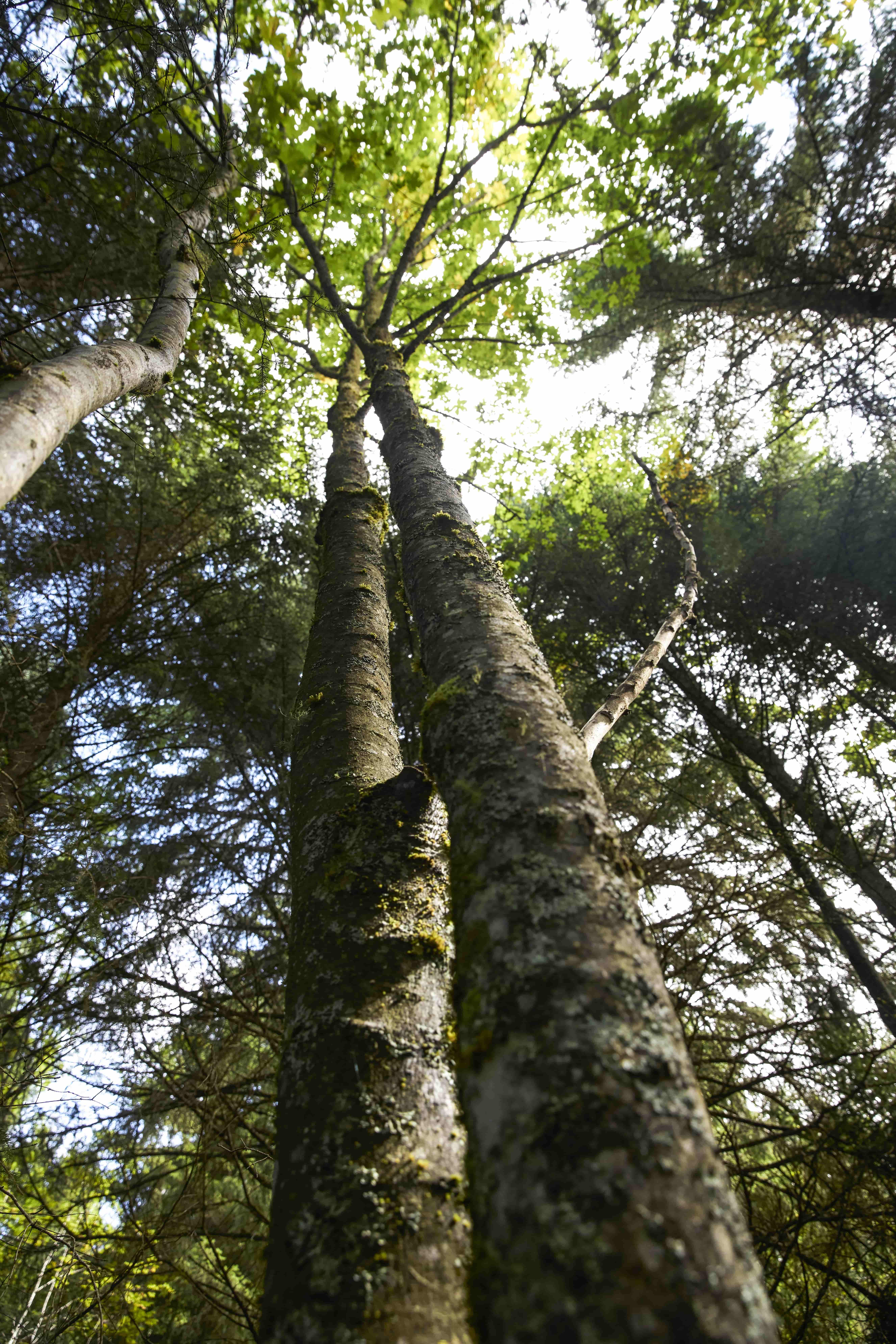 arbre dans une forêt