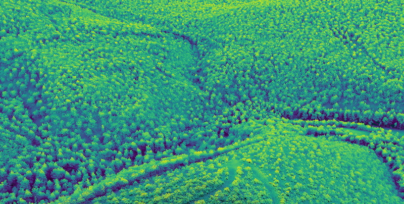 Forêt de Rambouillet