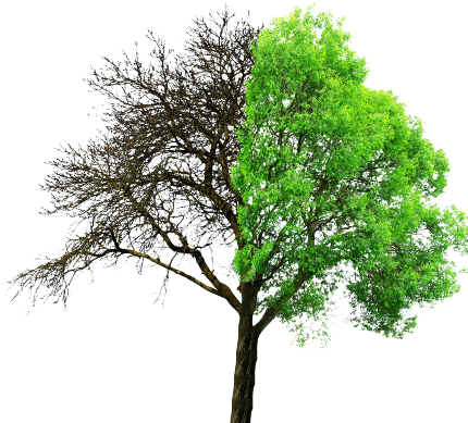 arbre forêt 
