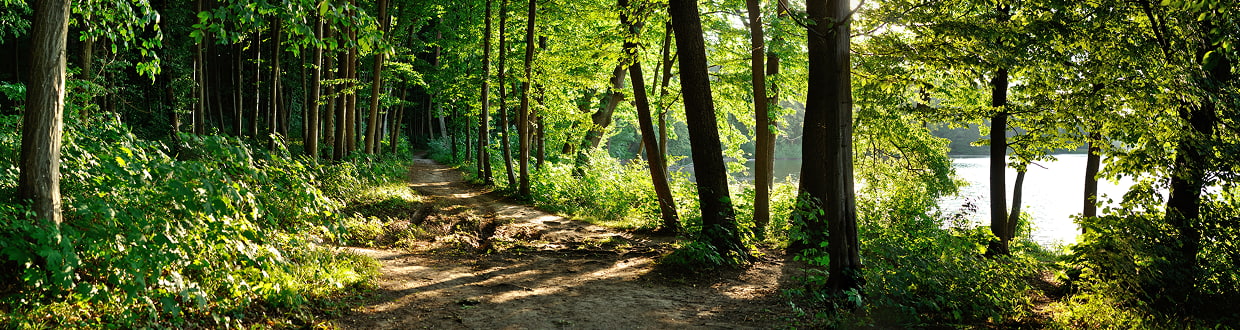 Forêt