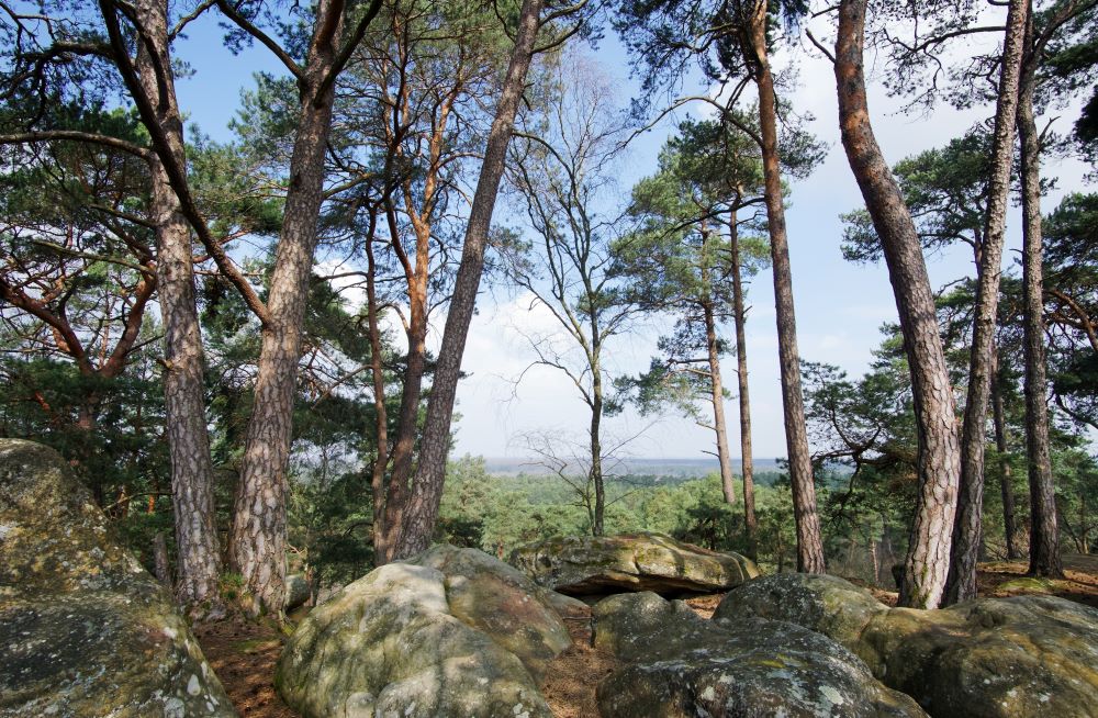 forêt