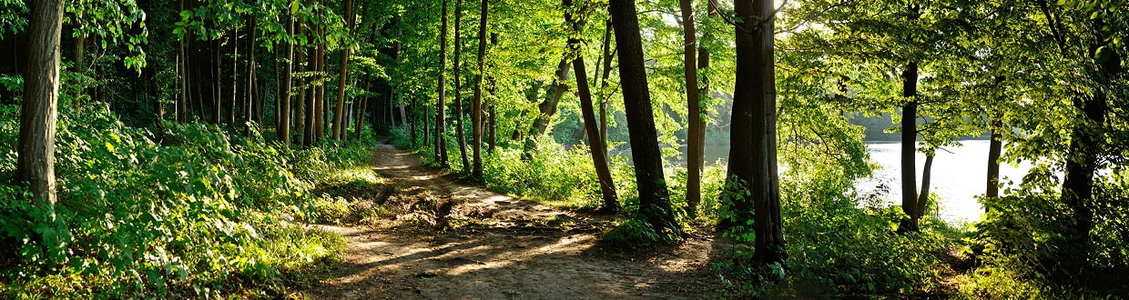 Forêt