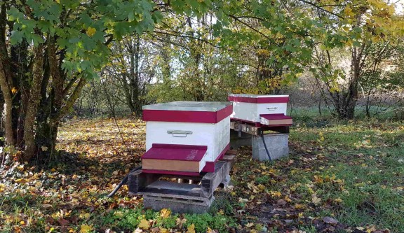 Abeilles - Sylvain Galopin