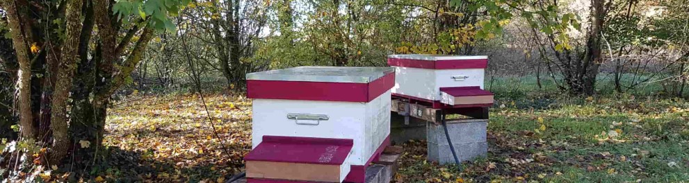 Abeilles - Sylvain Galopin
